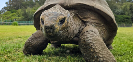 Genetic analysis of the world's oldest land animal reveals secret of living 194 years