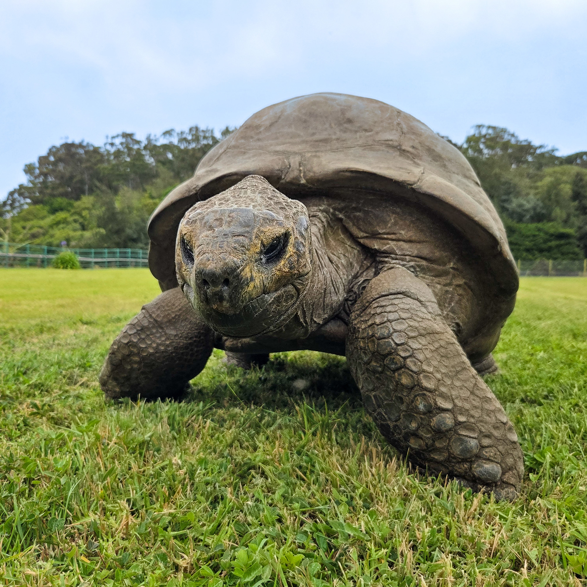 Genetic analysis of the world's oldest land animal reveals secret of living 194 years